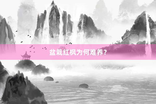 盆栽红枫为何难养？